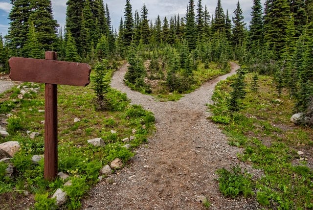 pathway in forest that has a fork and separates into two paths