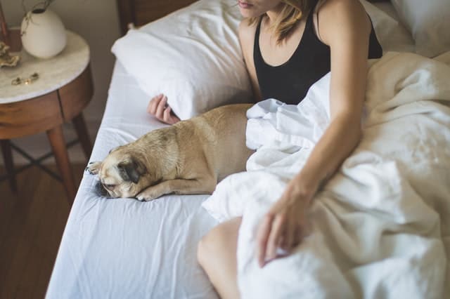 pug dog and woman in bed